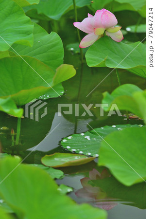 蓮 水鏡 蓮 水鏡 79047214