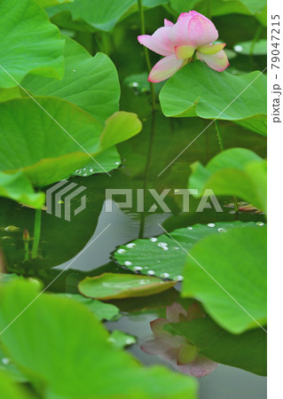 蓮　水鏡 79047215