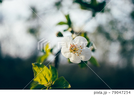 Spring natural background, blooming tree branch 79047254
