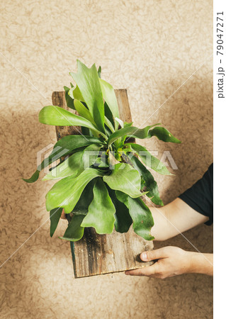 Platycerium or Staghorn Fern Mounted on Board Platycerium or Staghorn Fern Mounted on Board 79047271