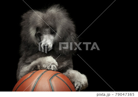 image of dog basketball dark background  79047365