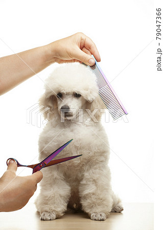 image of dog hand scissors hairbrush white background image of dog hand scissors hairbrush white background 79047366