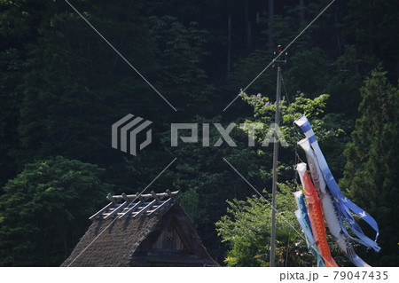 鯉のぼり　かやぶきの里　美山　【京都府】 79047435
