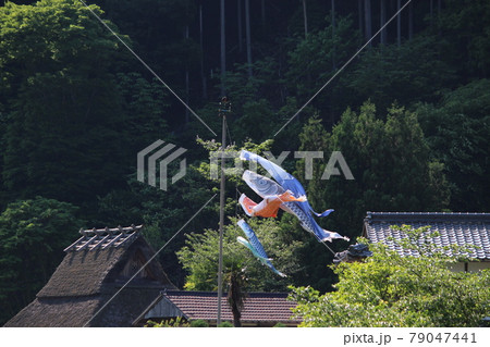 鯉のぼり　かやぶきの里　美山　【京都府】 79047441