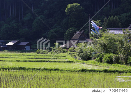 鯉のぼり　かやぶきの里　美山　【京都府】 79047446
