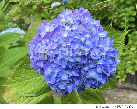 青から紫へのグラデーションがついたアジサイの花の写真素材 [79047530