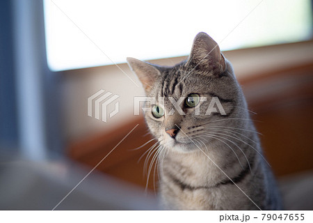 見つめる猫 サバトラ猫 見つめる猫 サバトラ猫 79047655