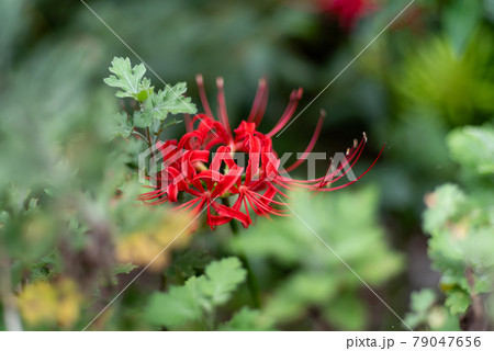 彼岸花 彼岸花 79047656
