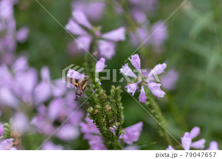花の蜜を吸う虫　スズメガ 79047657