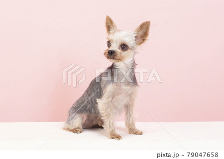 ピンクバックとお座りしたヨークシャテリア ピンクバックとお座りしたヨークシャテリア 79047658