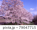 見事に咲く桜 79047715