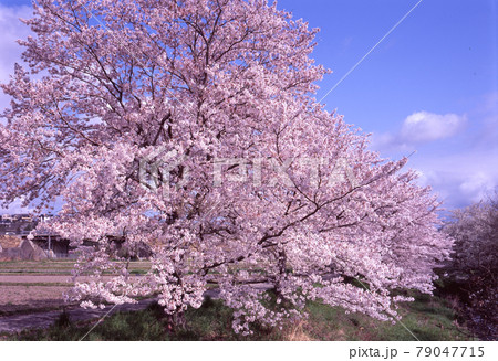 見事に咲く桜 79047715