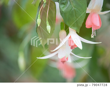 可憐なフクシアの花 79047728