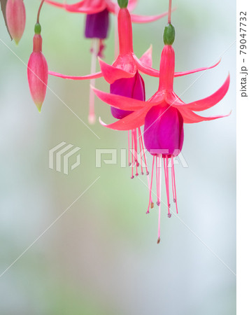 可憐なフクシアの花 79047732