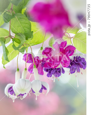 可憐なフクシアの花 79047735