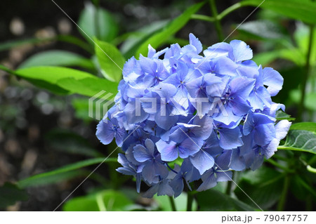 山田池公園 79047757