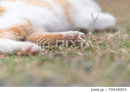 猫の肉球 茶白猫 猫の肉球 茶白猫 79048003
