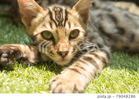 ベンガル猫の子猫のアップ 79048286