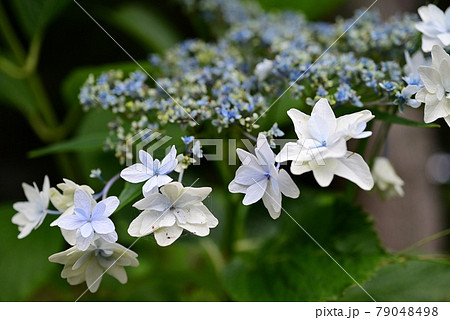 (フラワーツーリズム)白と薄紫のアジサイ:左上・右下余白 (フラワーツーリズム)白と薄紫のアジサイ:左上・右下余白 79048498