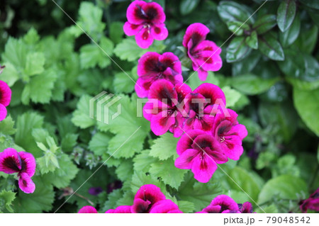 鮮やかなベラルゴ二ウム 79048542