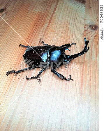カブトムシ　オス　縦 79048633