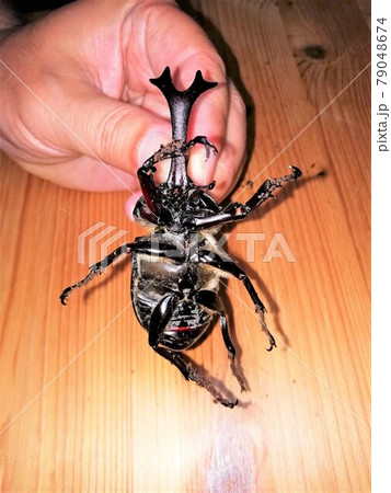 カブトムシ　オス　腹　縦3 79048674