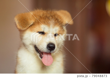 Handsome akita inu puppy. Little fluffy gingerbread Handsome akita inu puppy. Little fluffy gingerbread 79048873