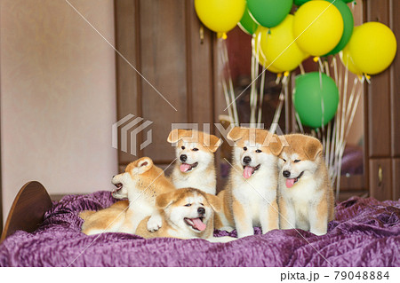 Funny little akita inu puppies with balloons. Fluffy balls of happiness 79048884