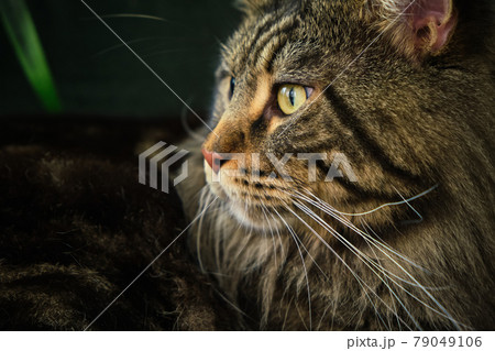 Beautiful, fluffy and gorgeous Meine Coon indoor Beautiful, fluffy and gorgeous Meine Coon indoor 79049106