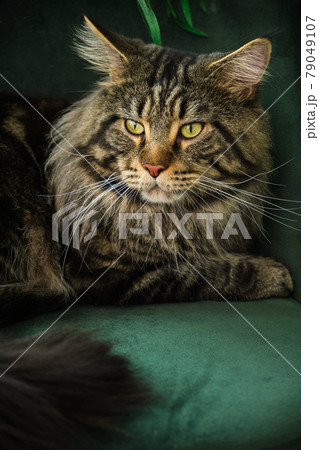 Beautiful, fluffy and gorgeous Meine Coon indoor Beautiful, fluffy and gorgeous Meine Coon indoor 79049107