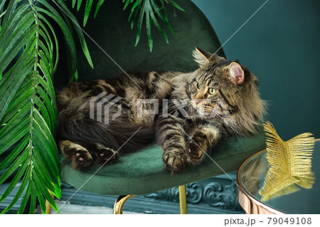 Beautiful, fluffy and gorgeous Meine Coon indoor Beautiful, fluffy and gorgeous Meine Coon indoor 79049108