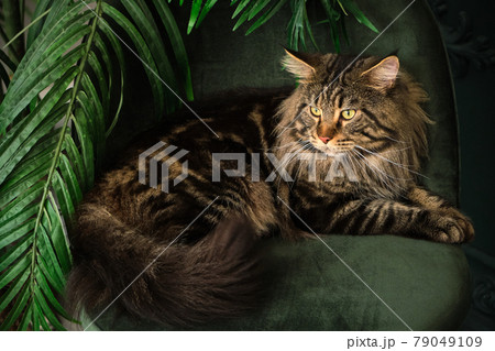 Beautiful, fluffy and gorgeous Meine Coon indoor 79049109