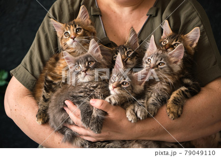 Close-up of 6 two-month-old Maine Coon kittens in caring female hands 79049110