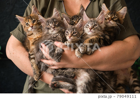 Close-up of 6 two-month-old Maine Coon kittens in caring female hands 79049111