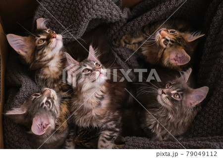 Maine Coon kittens 2 months old in a cardboard box Maine Coon kittens 2 months old in a cardboard box 79049112