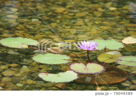 水中のスイレン 79049389