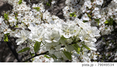 Blooming apple tree branch with large white flowers in spring time (spring background with white flowers Blooming apple tree branch with large white flowers in spring time (spring background with white flowers 79049534