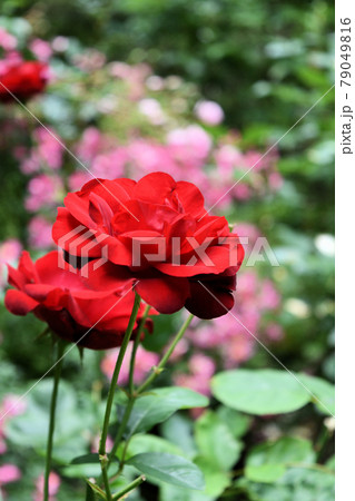 深紅のバラが咲き誇るローズガーデンの写真素材
