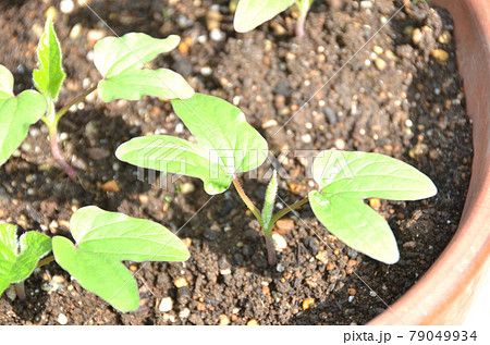 複数の朝顔の発芽で双葉と本葉が少し出た様子の写真素材