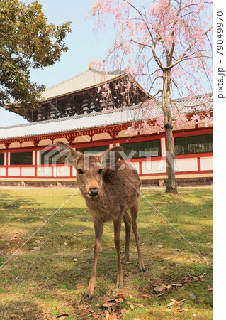 奈良公園の鹿を桜とともに 79049970