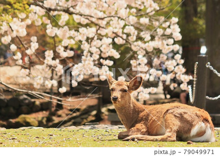 奈良公園の鹿を桜とともに 奈良公園の鹿を桜とともに 79049971