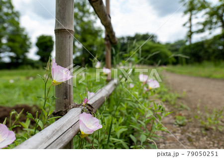 野原の昼咲き月見草 6月 野原の昼咲き月見草 6月 79050251