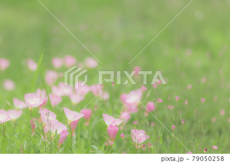 野原の昼咲き月見草　6月 79050258