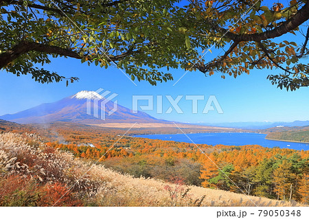 【山梨県】山中湖パノラマ台から見た富士山と紅葉 79050348