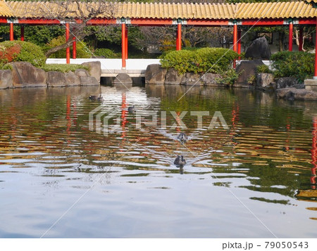 庭園の池の鴨 庭園の池の鴨 79050543