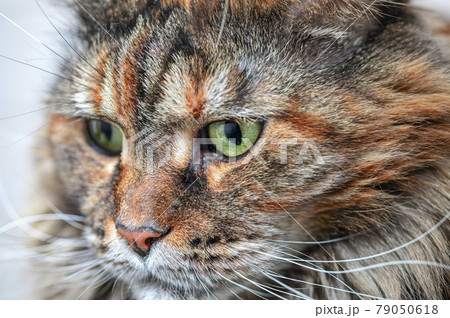 Cat's muzzle close-up, face maine coon cat. Selective Focus. Cat's muzzle close-up, face maine coon cat. Selective Focus. 79050618