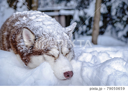Husky dog sleeps in the snow. Red Siberian Husky covered in snow 79050659