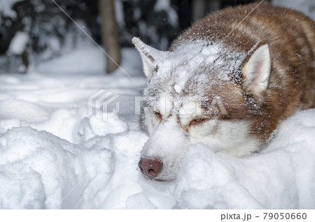 Dog dozing in the snow. Husky dog sleeps in snowdrift, covered with snow. 79050660