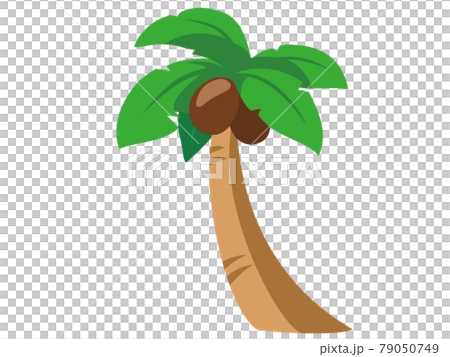 Palm tree summer tradition icon / illustration material Palm tree summer tradition icon / illustration material 79050749