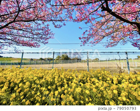 三浦海岸 河津桜 79050793